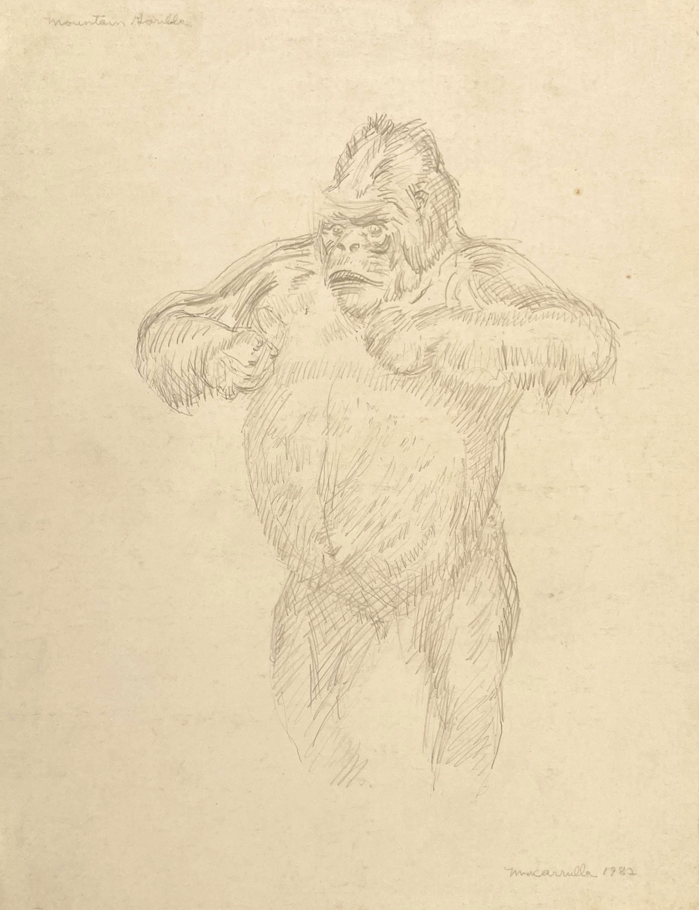 Mountain Gorilla (Natural History diorama), 1982. Silverpoint. 14” X 11”.