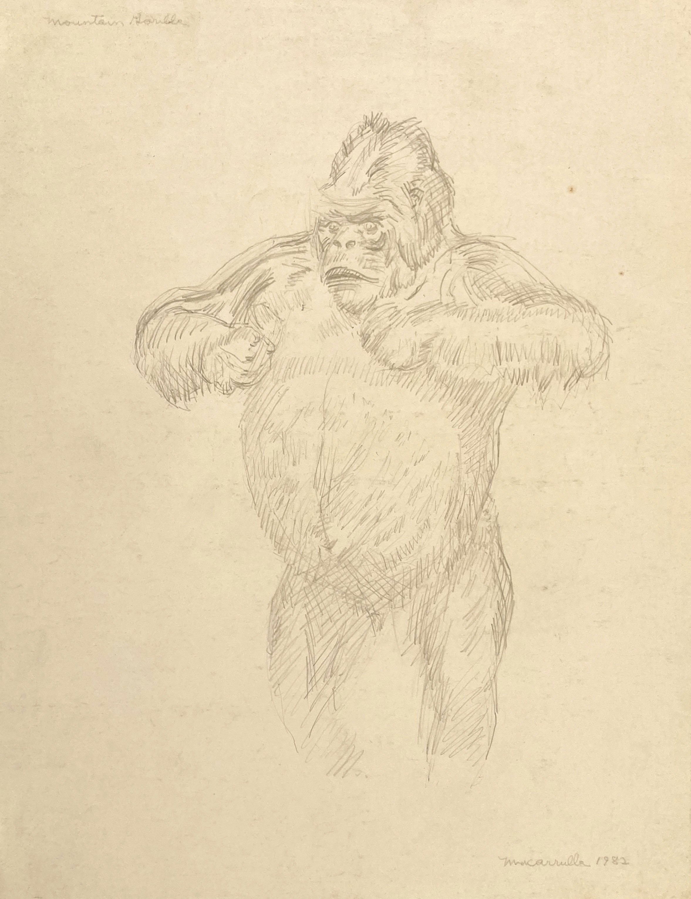    Mountain Gorilla (Natural History diorama),   1982. Silverpoint. 14” X 11”. 