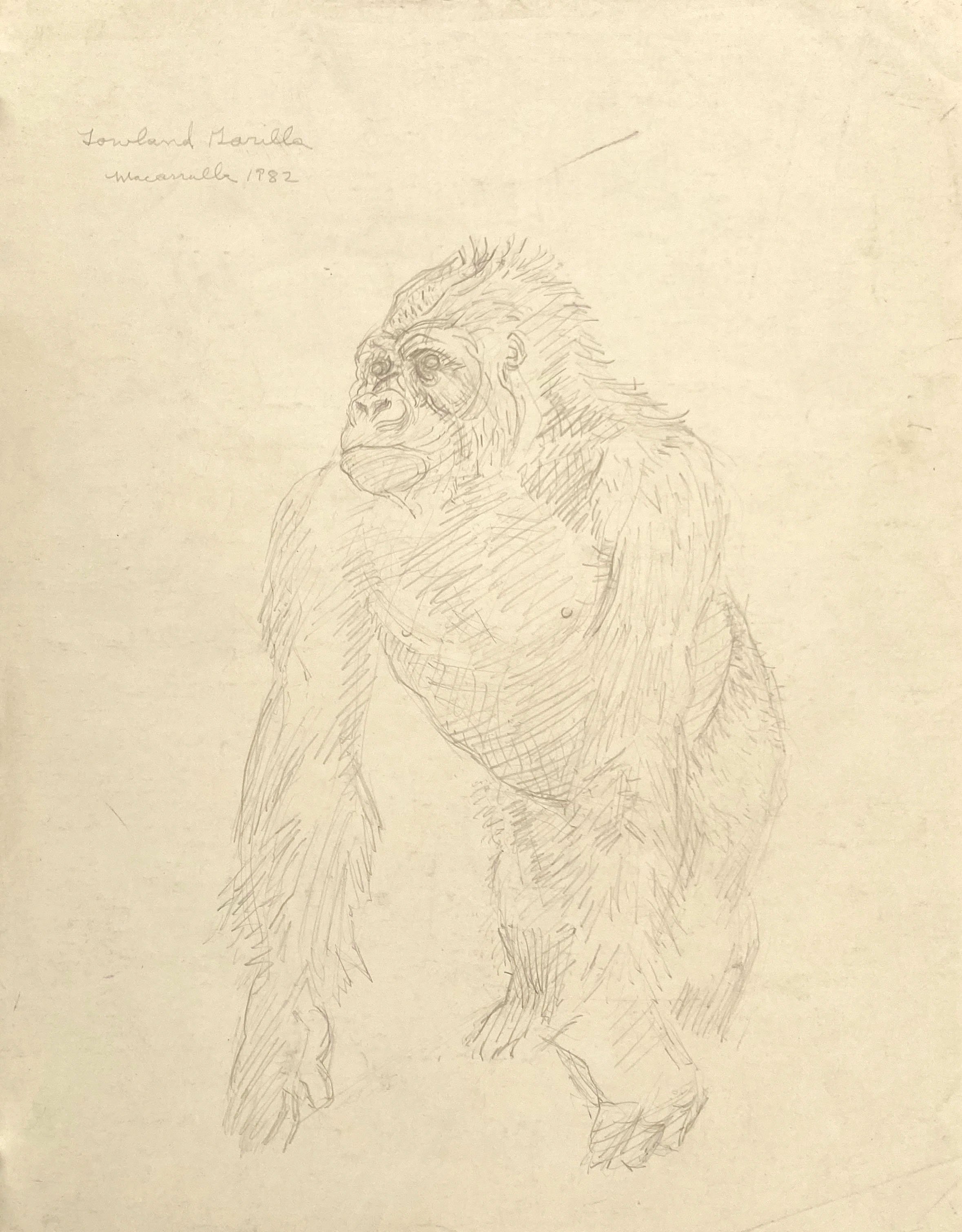    Lowland Gorilla (Natural History diorama),   1982.  Silverpoint. 14” X 11”. 