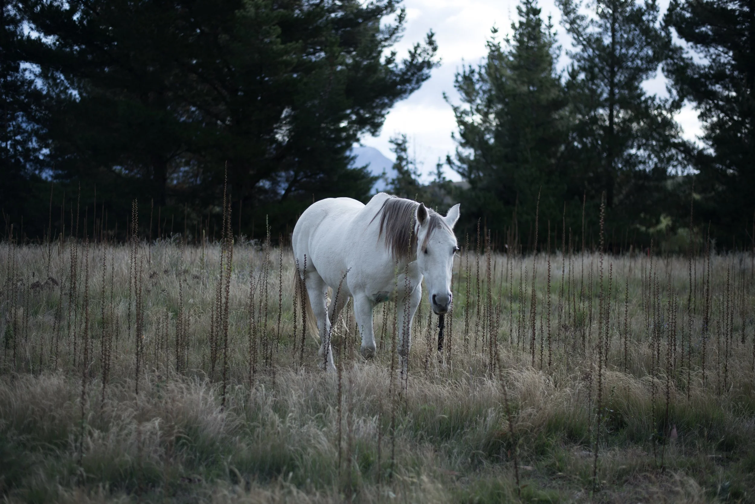 DSC_5599.jpg