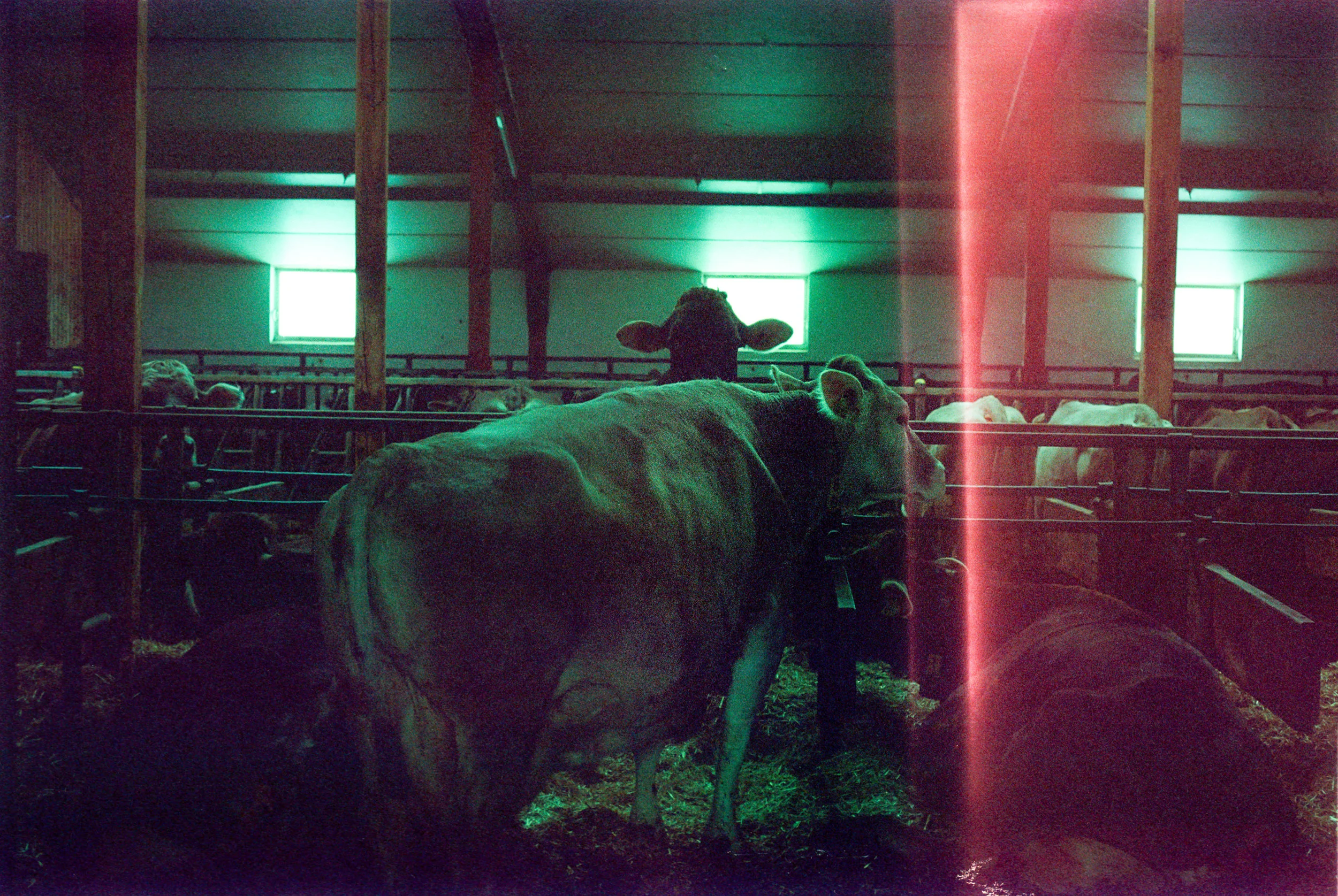 Cows in Germany (small).jpg