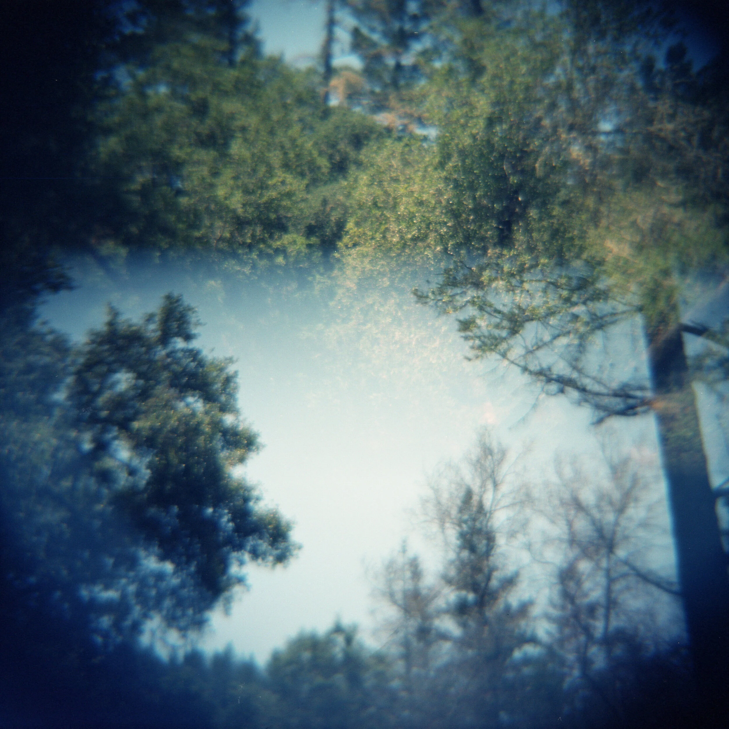 a forest