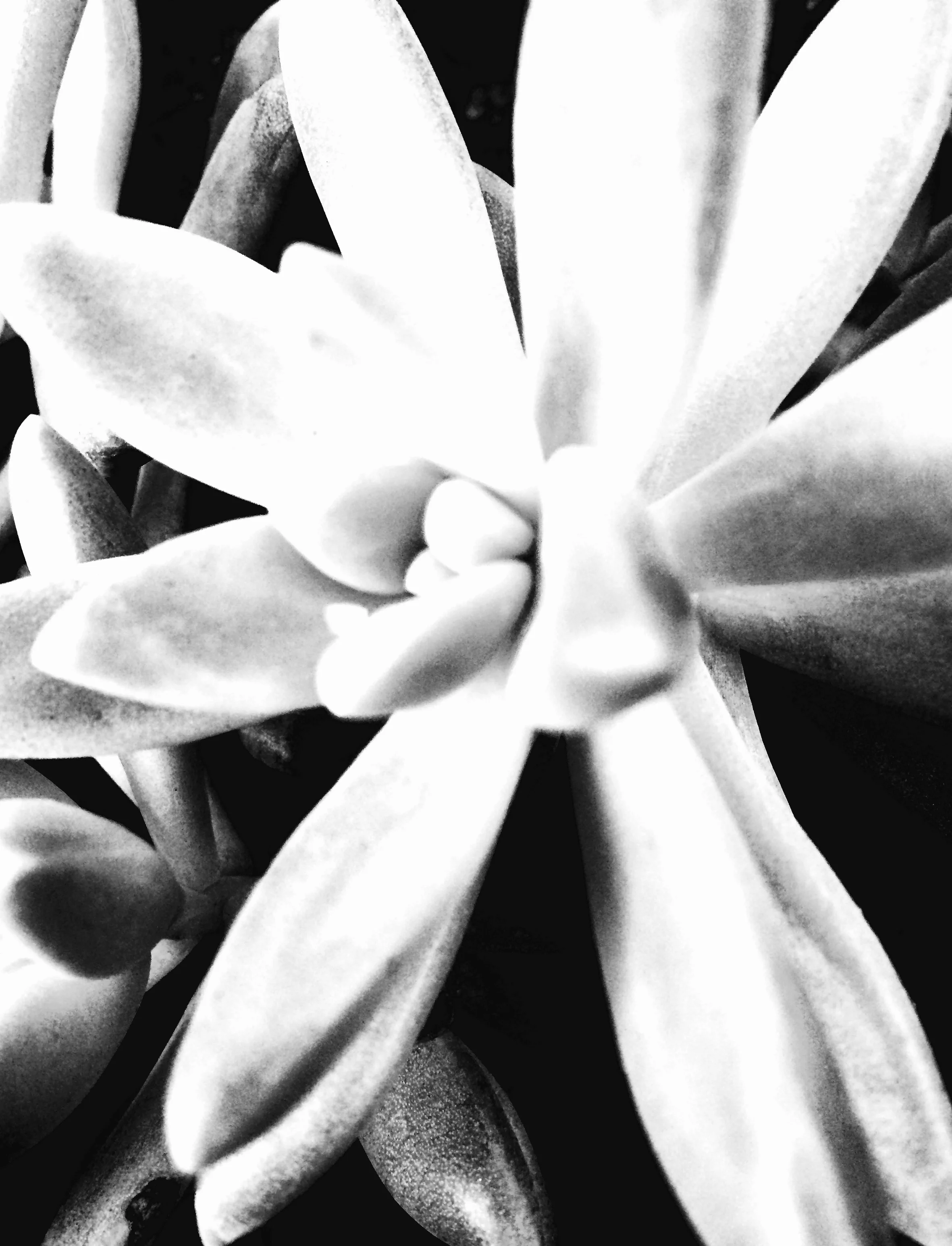 Succulent 2