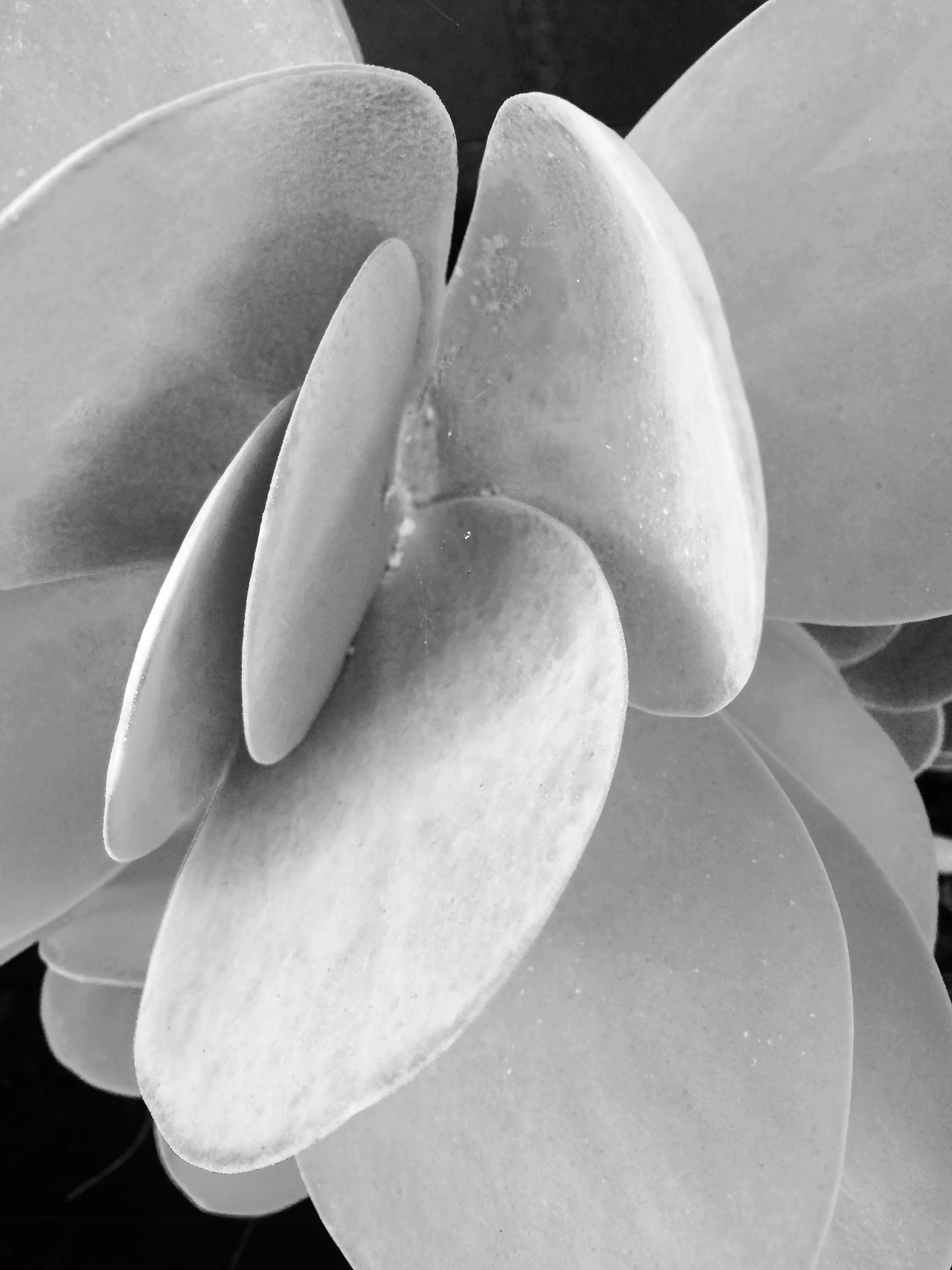 Succulent 3