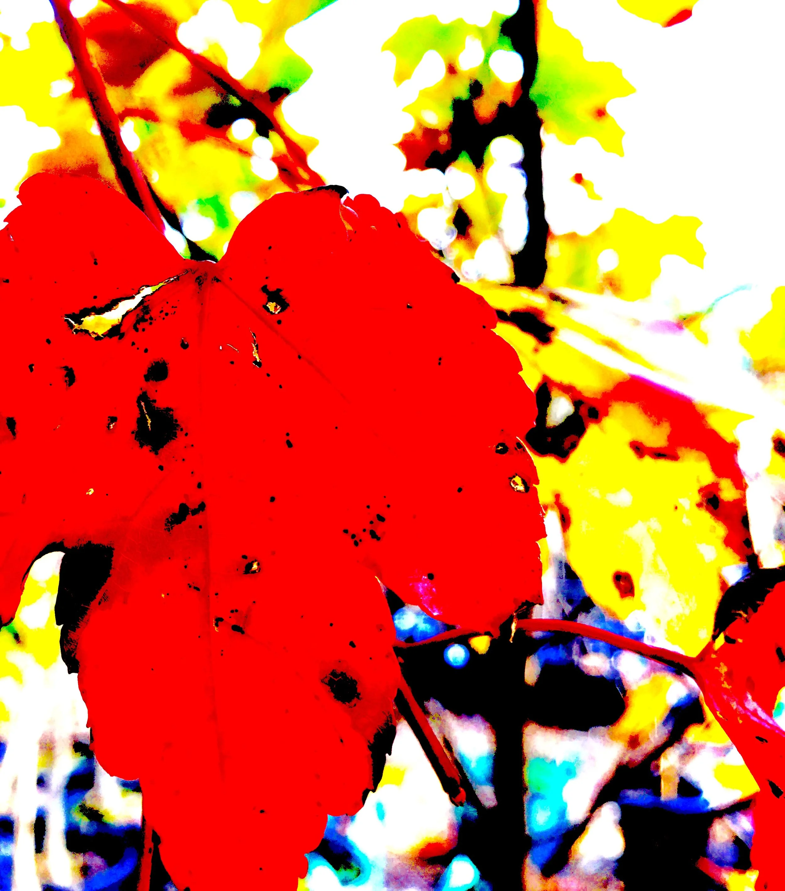 autumn leaf