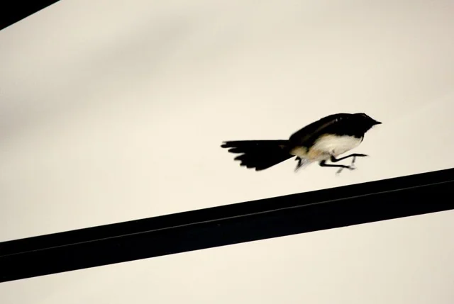 Bird in my house 1