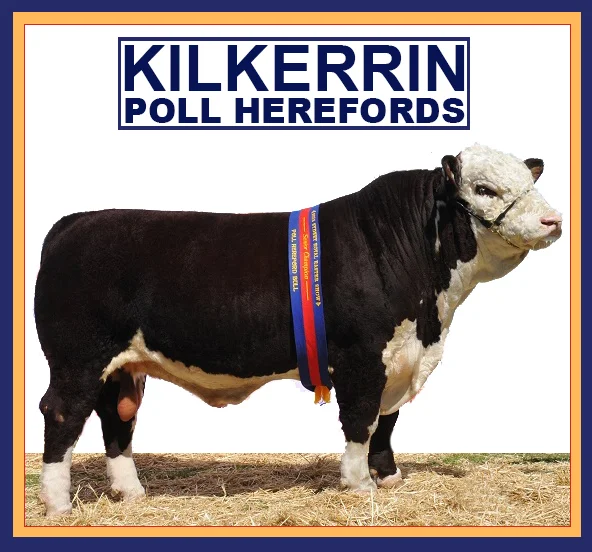                                                                                                 KILKERRIN POLL HEREFORDS