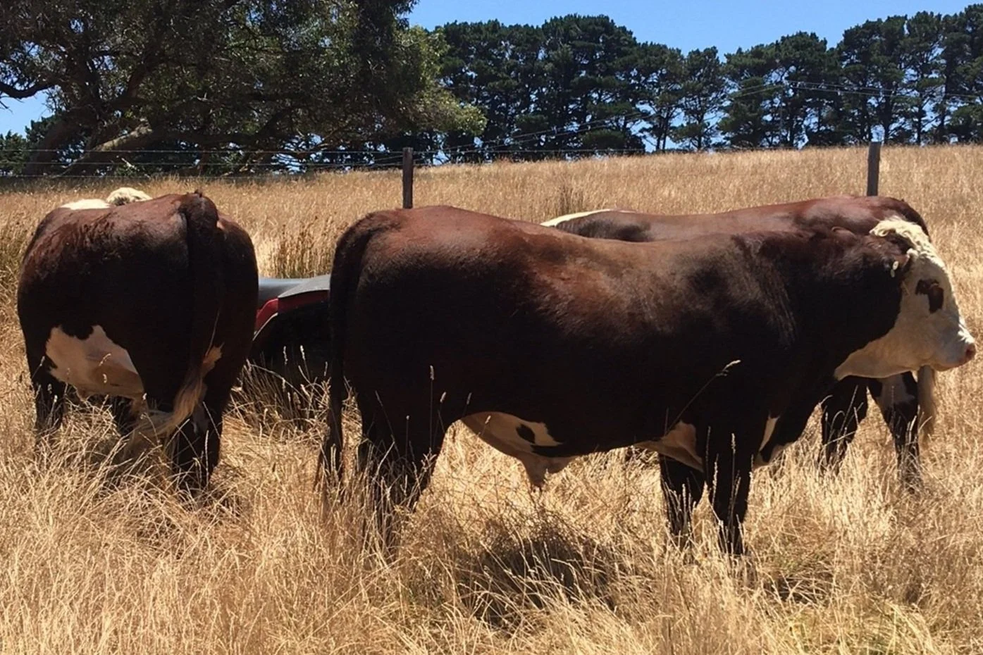 Bulls%2BFor%2BSale.jpg