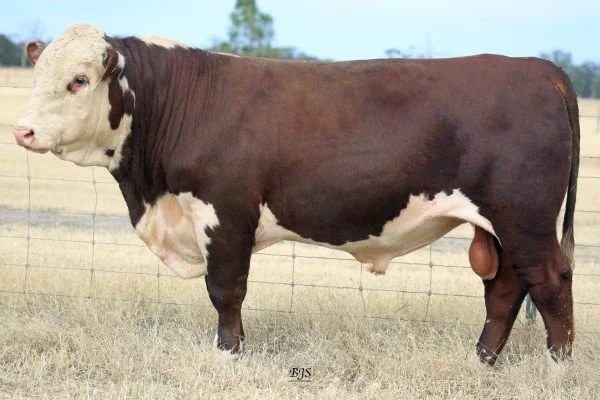 ALLENDALE GALLIPOLI Q003