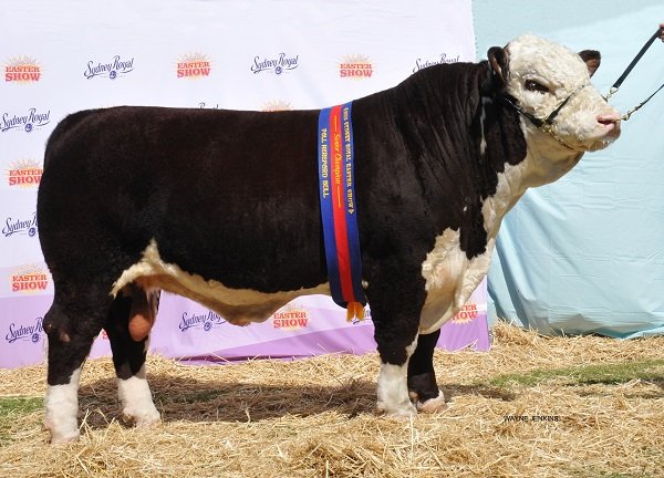 WARATAH JEFFERSON J40