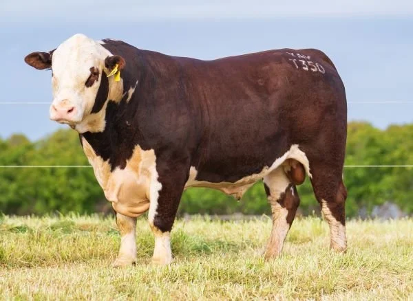 YAVENVALE TRUMP CARD T350 CURRENT SIRE