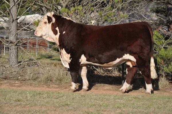 MINLACOWIE KING FISHER K75