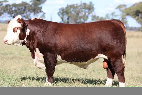 THE RANCH REMINGTON R028