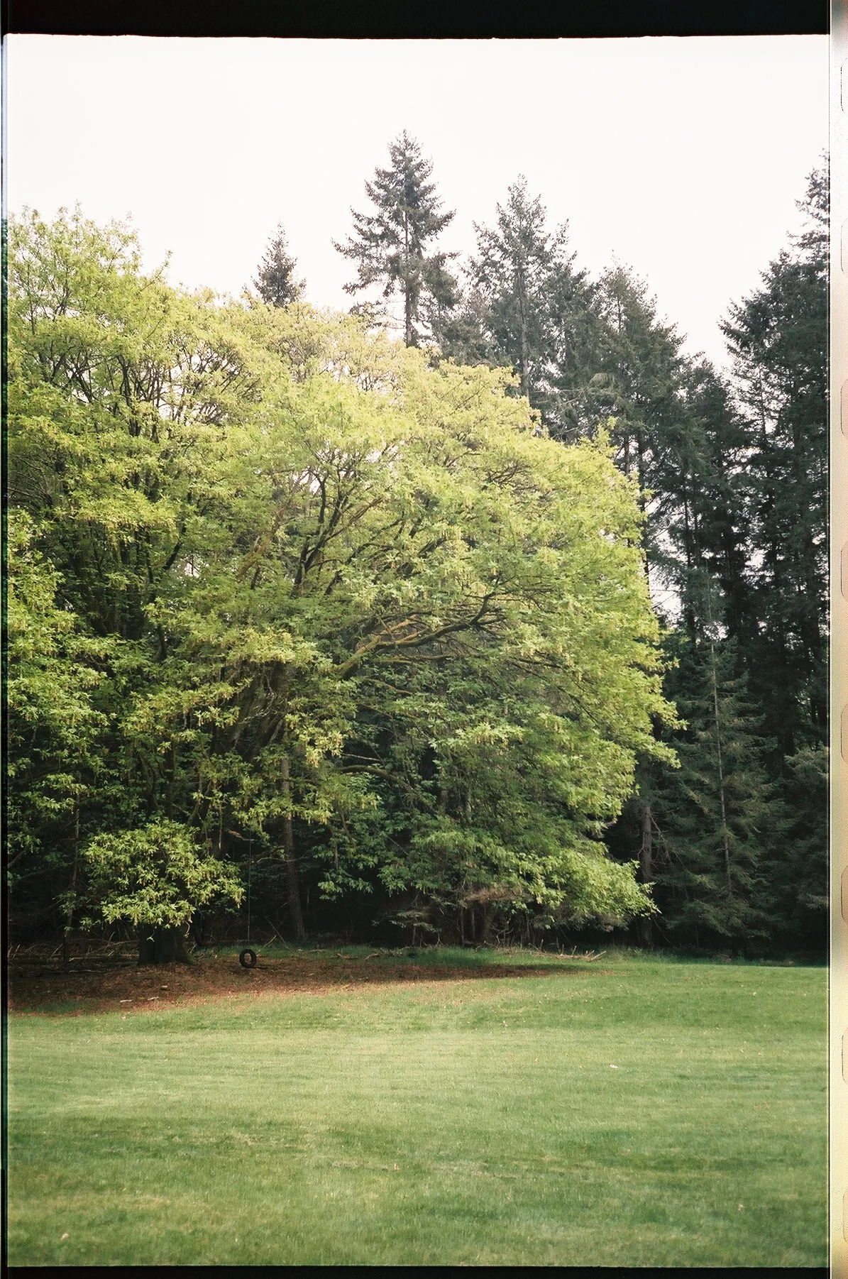 The big maple.