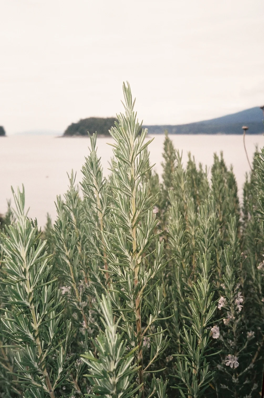 Some fresh wild rosemary.