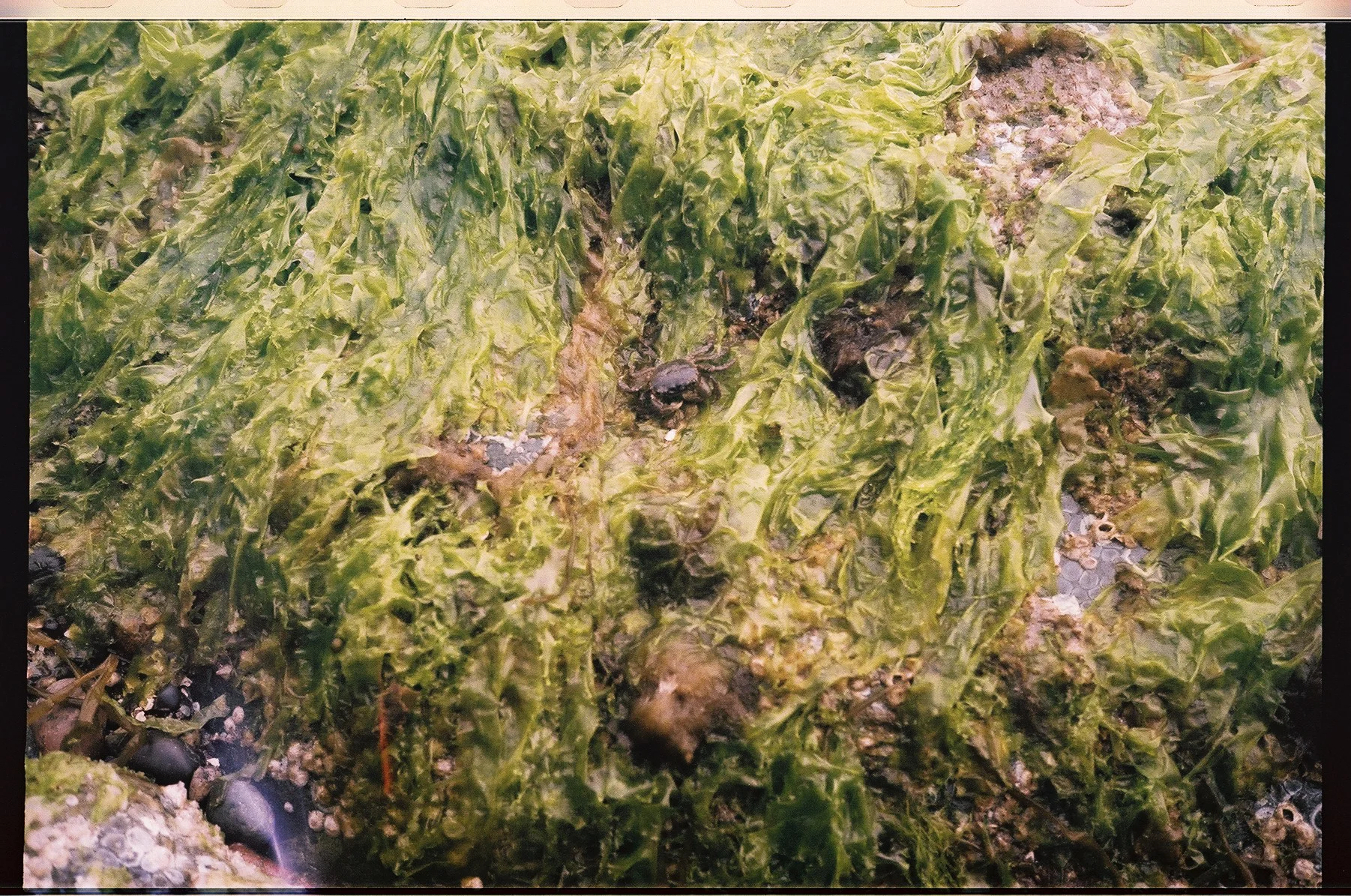 A small crab scurrying across a rock on the beach.