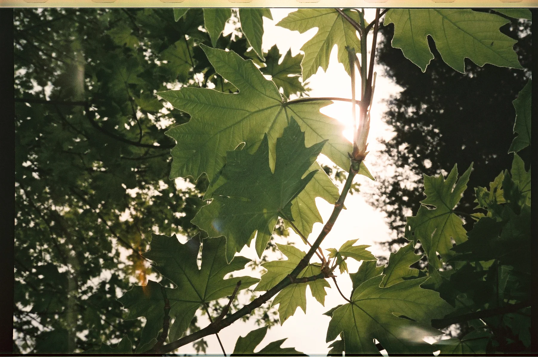 Maple leaves from the big tree.