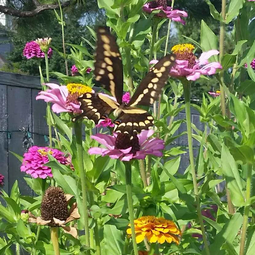 Don't think about the snakes... look at this beautiful butterfly in Mama Yardful's zinnias - they get over six feet tall each year (the zinnias, not the butterflies) and are great at attracting pollinators! When they get too tall and start to fall over, she cuts them and brings them inside to brighten her house!