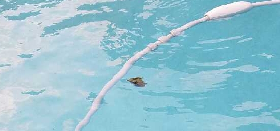 This tutle decided to cool off in the pool and made friends with the pool cleaner