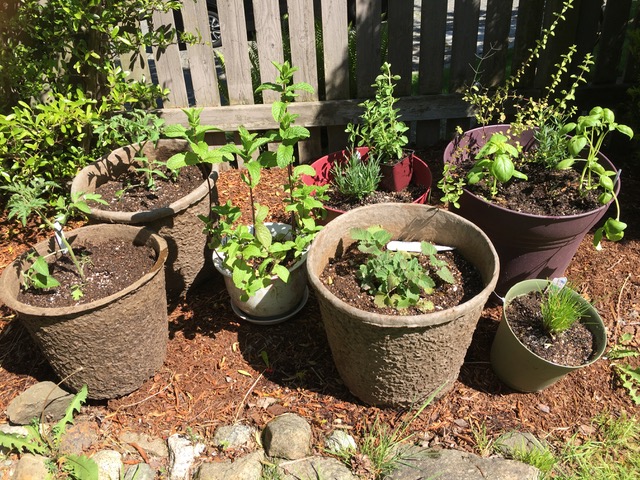 Cassy's container garden in early May last year