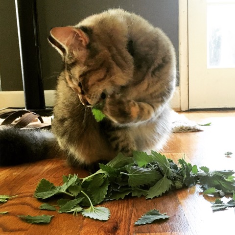 One of Cassy's cats enjoying a harvest of catnip leaves