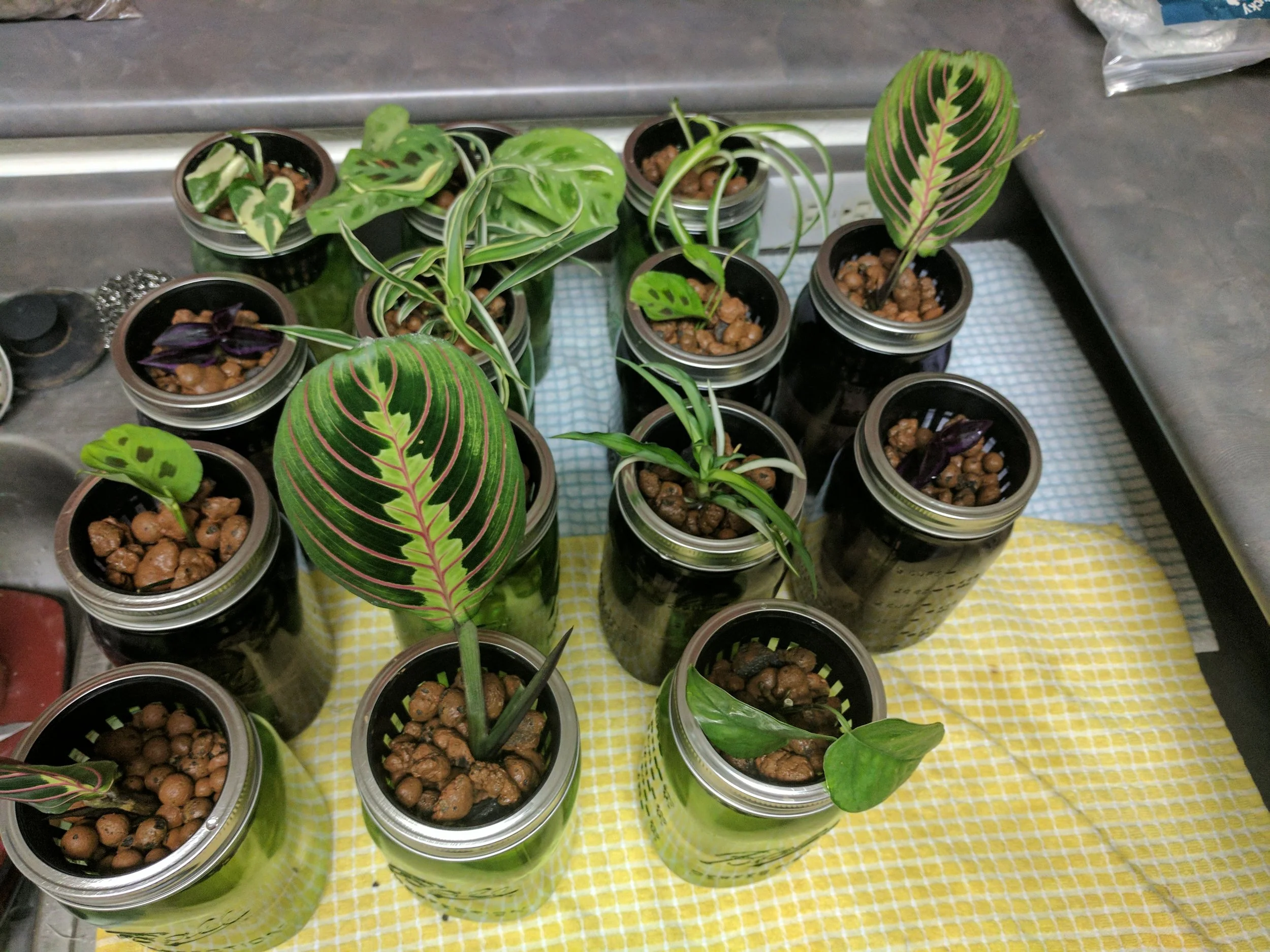6. Plant the cuttings in the mason jars. I use the Hydropincs-Simplified Flora Mixng Chart for vegetative growth (3 parts FloraGro, 2 parts FloraMicro, and 1 part FloraBloom). I also was reading about root powders since the seller I got the cuttings from recommended using one for greatest success. While looking them up, I came across this blog post which lists a few natural alternatives to store-bought root powder. I decided to try cinammon and I have no idea if it helped since I didn't have a control group, but all of my cuttings did survive!