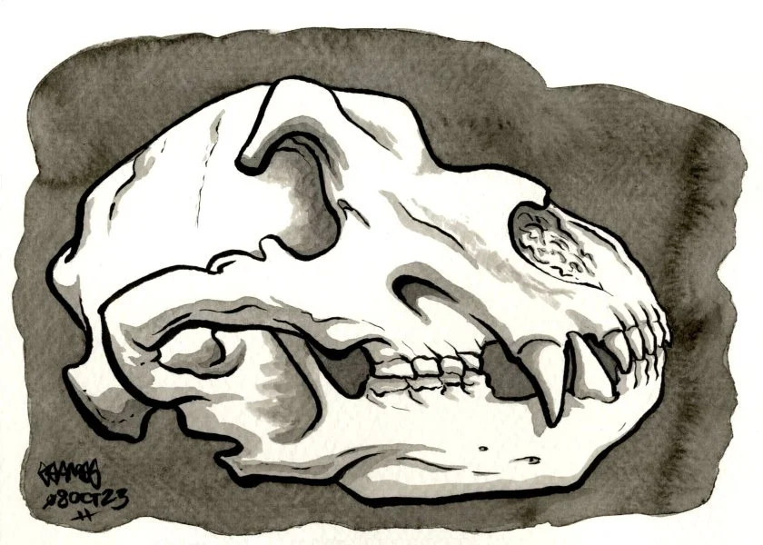 "Grizzly Bear Skull", 2023