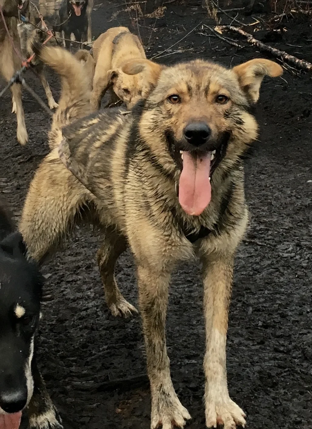 Radoux - 2 years old
