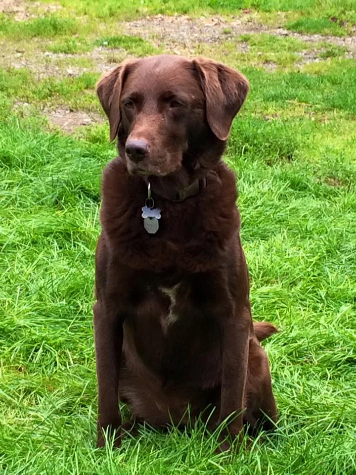 Kiana, aka "Queen of the Kennel" - 9 years old