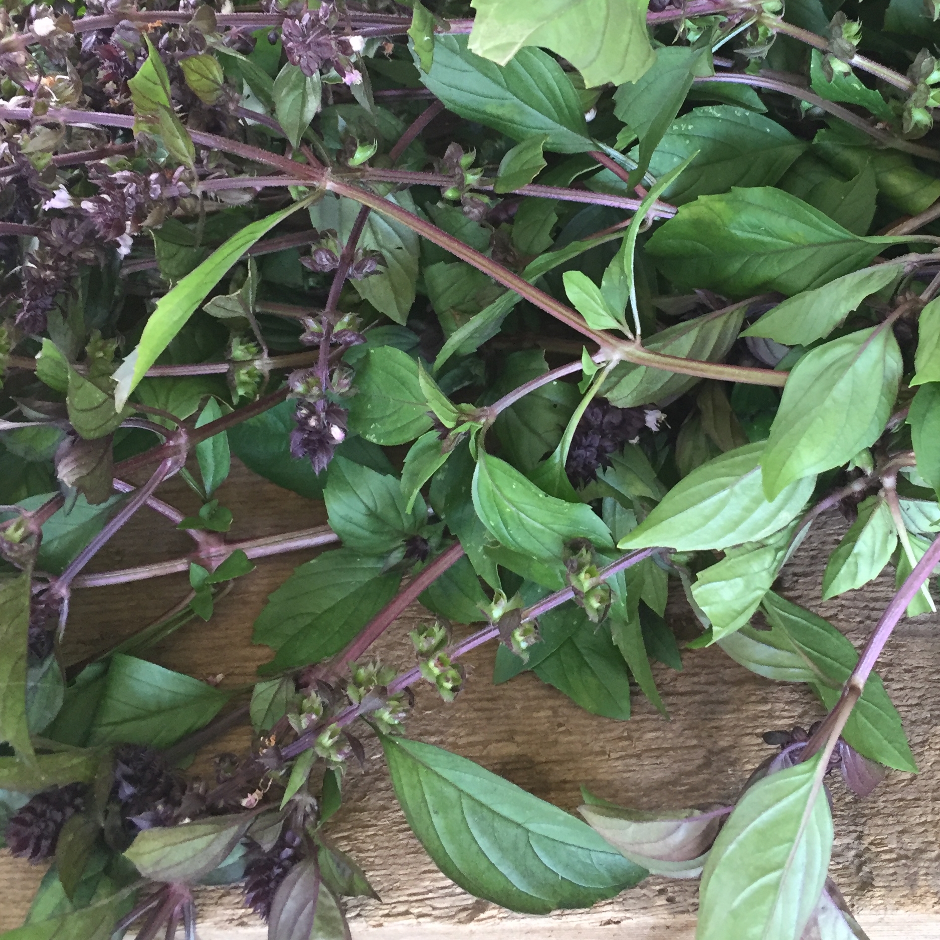 herbs.1.jpg
