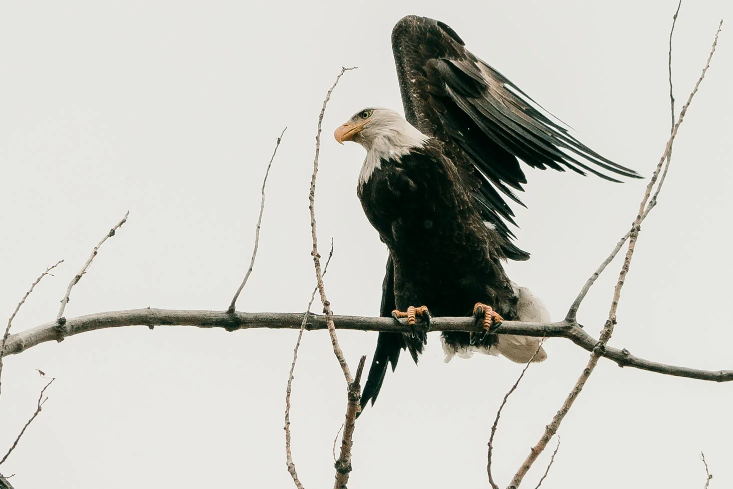 Eagle.jpg