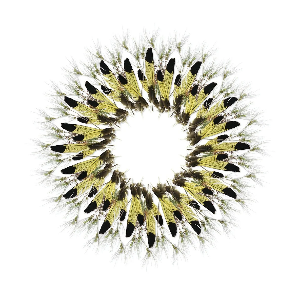 GOST_Jason McDonald_Yellow tailed cockatoo_unframed_low res.jpg