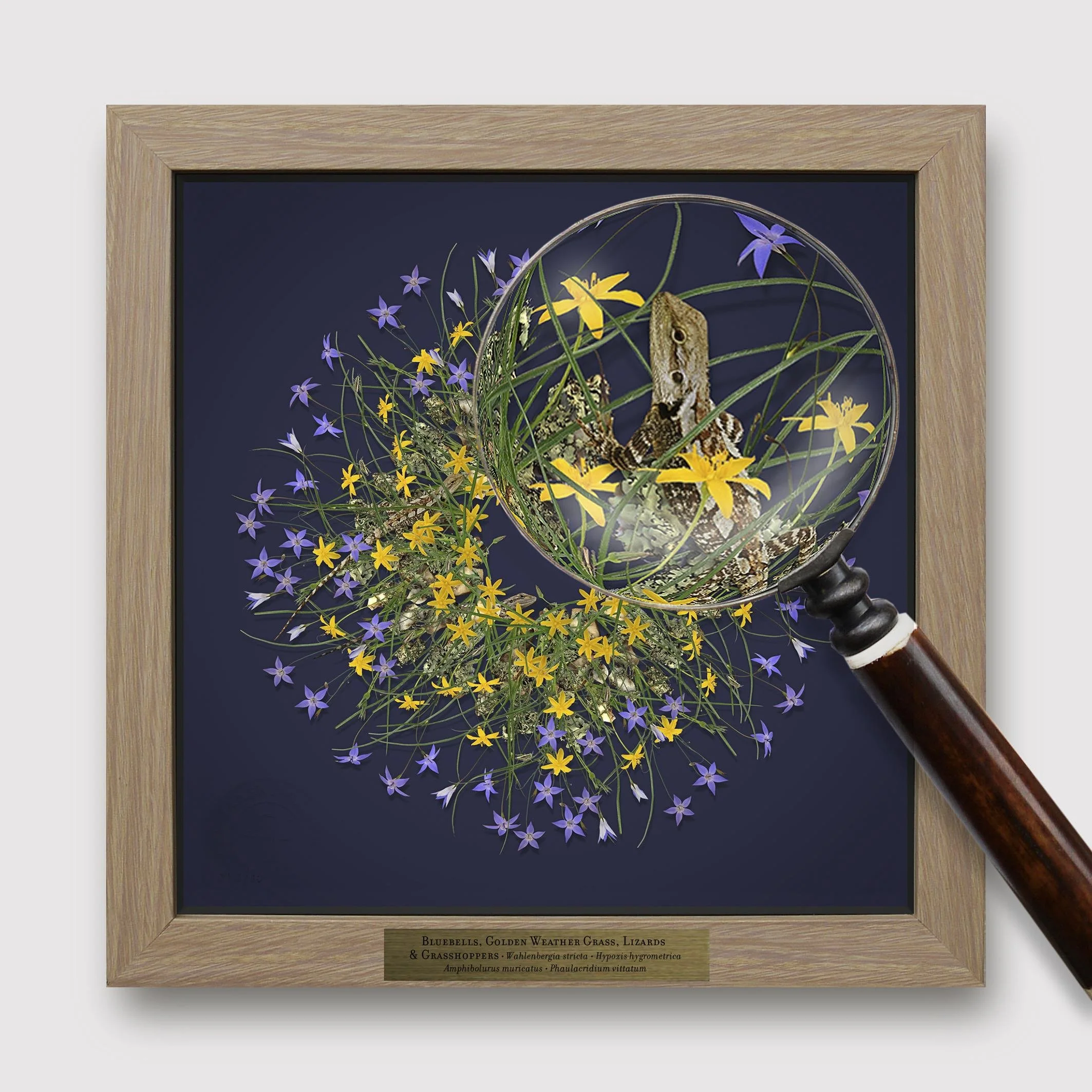 GOST_Jason McDonald_Bluebells framed with magnifying glass_low res.jpeg
