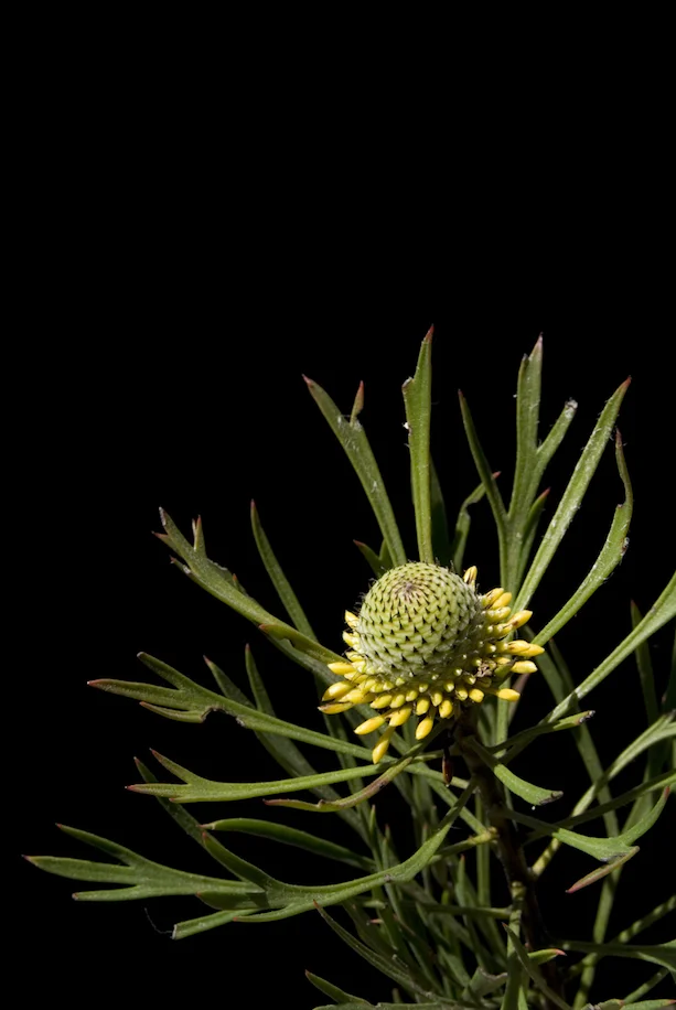 Broad leaved drumstick