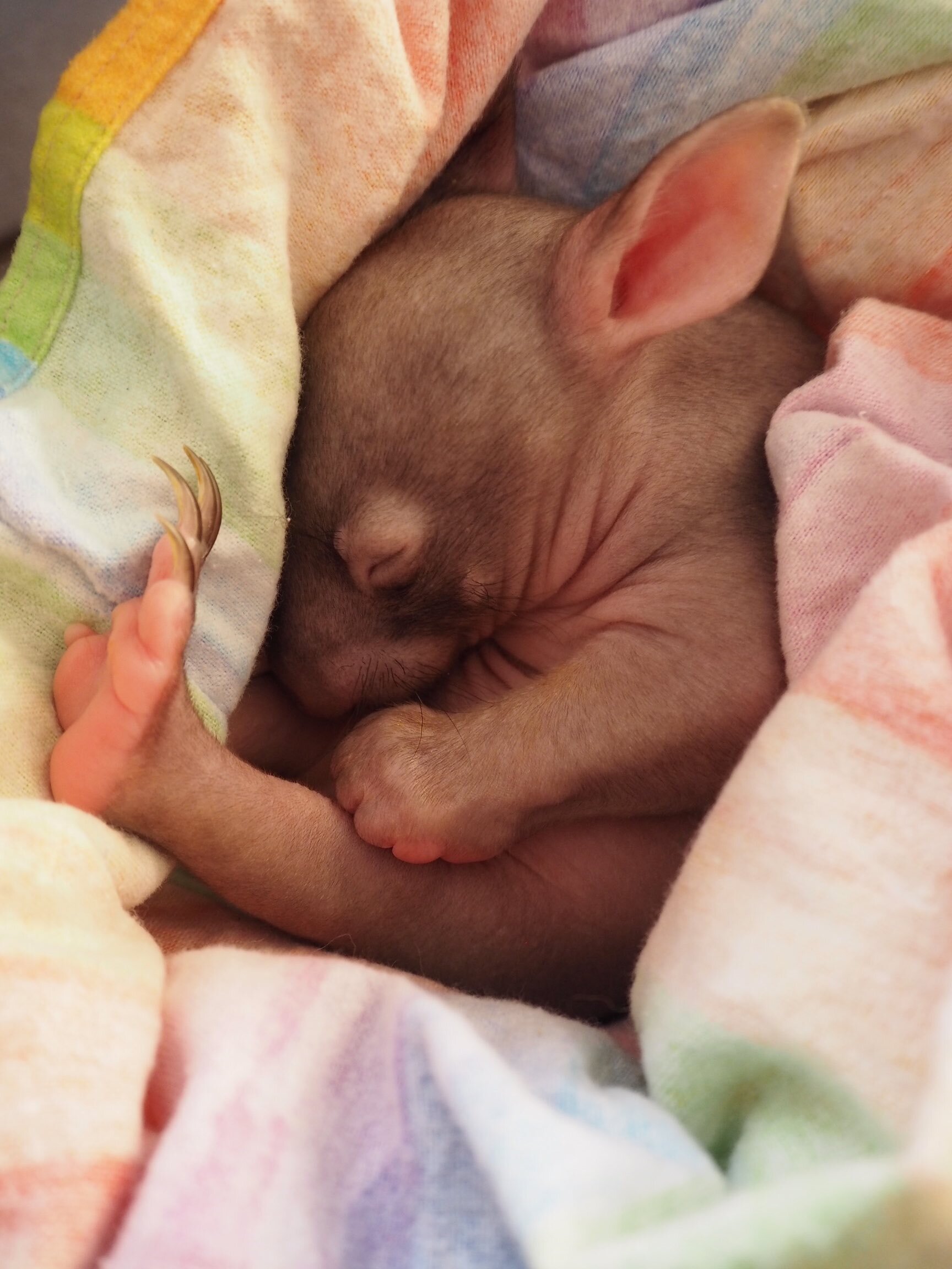 GOST_Wombat_pink blanket.jpg