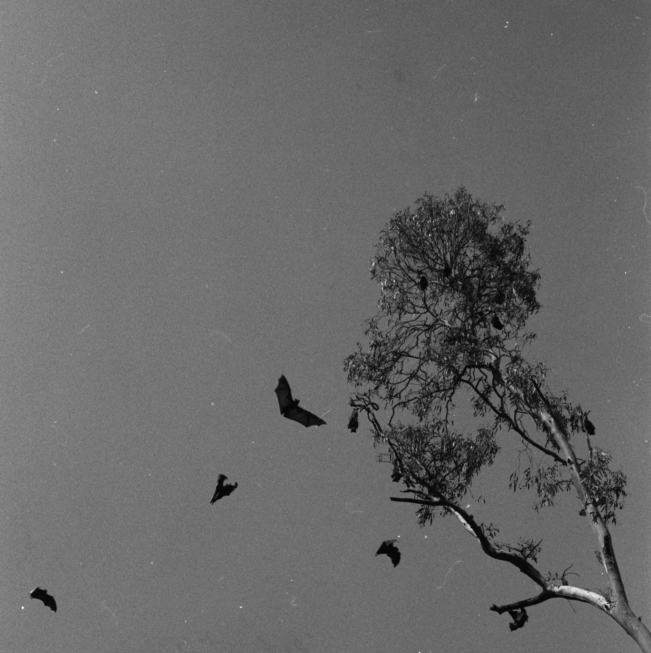 GOST_PhotoAccess_Damien Laing_Flying Fox 1_low res.jpg