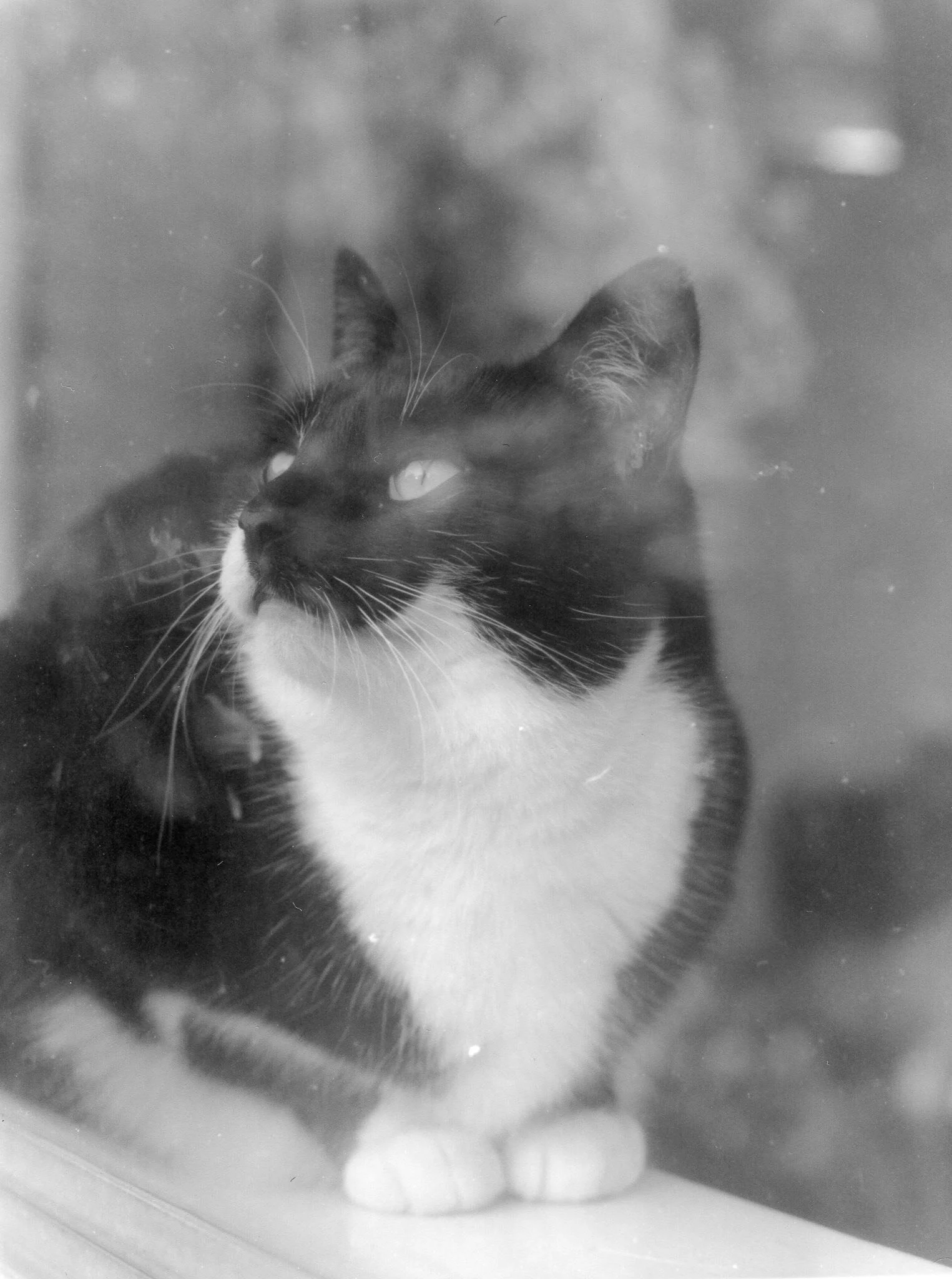 GOST_PhotoAccess_Sinead Allison_The cat tried to sniff the blossoms from outside, May 2020_low res.jpg