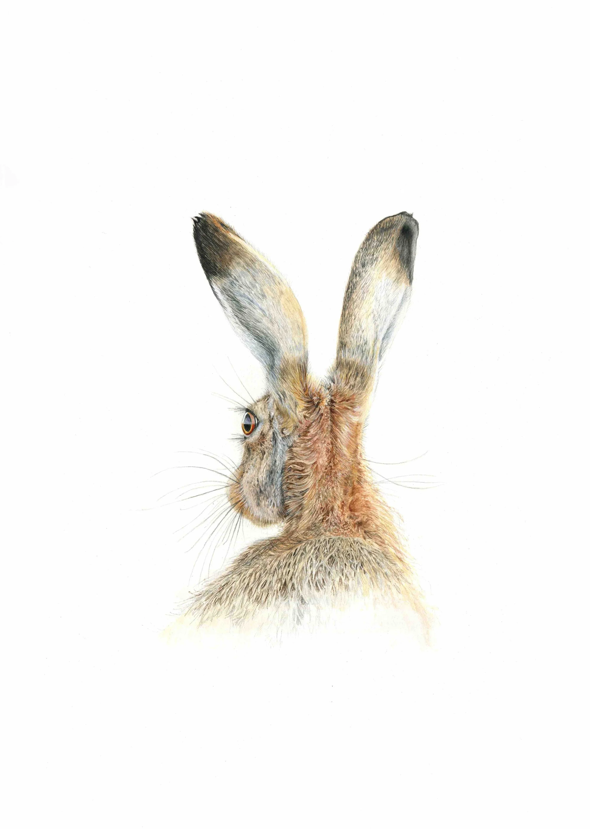 GOST_Robin Meiklejohn_Alert hare_low res.jpg