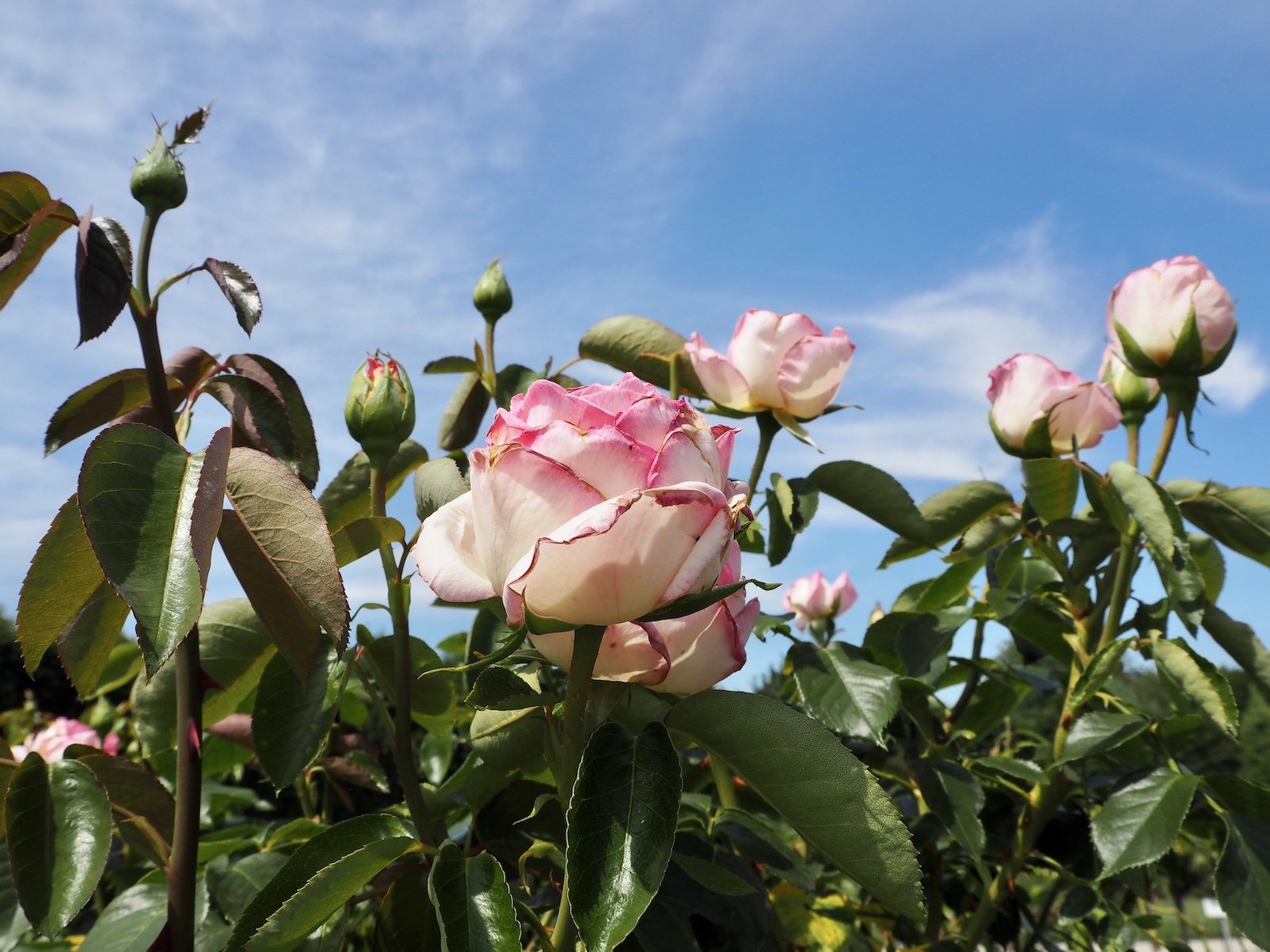 Memorial rose garden