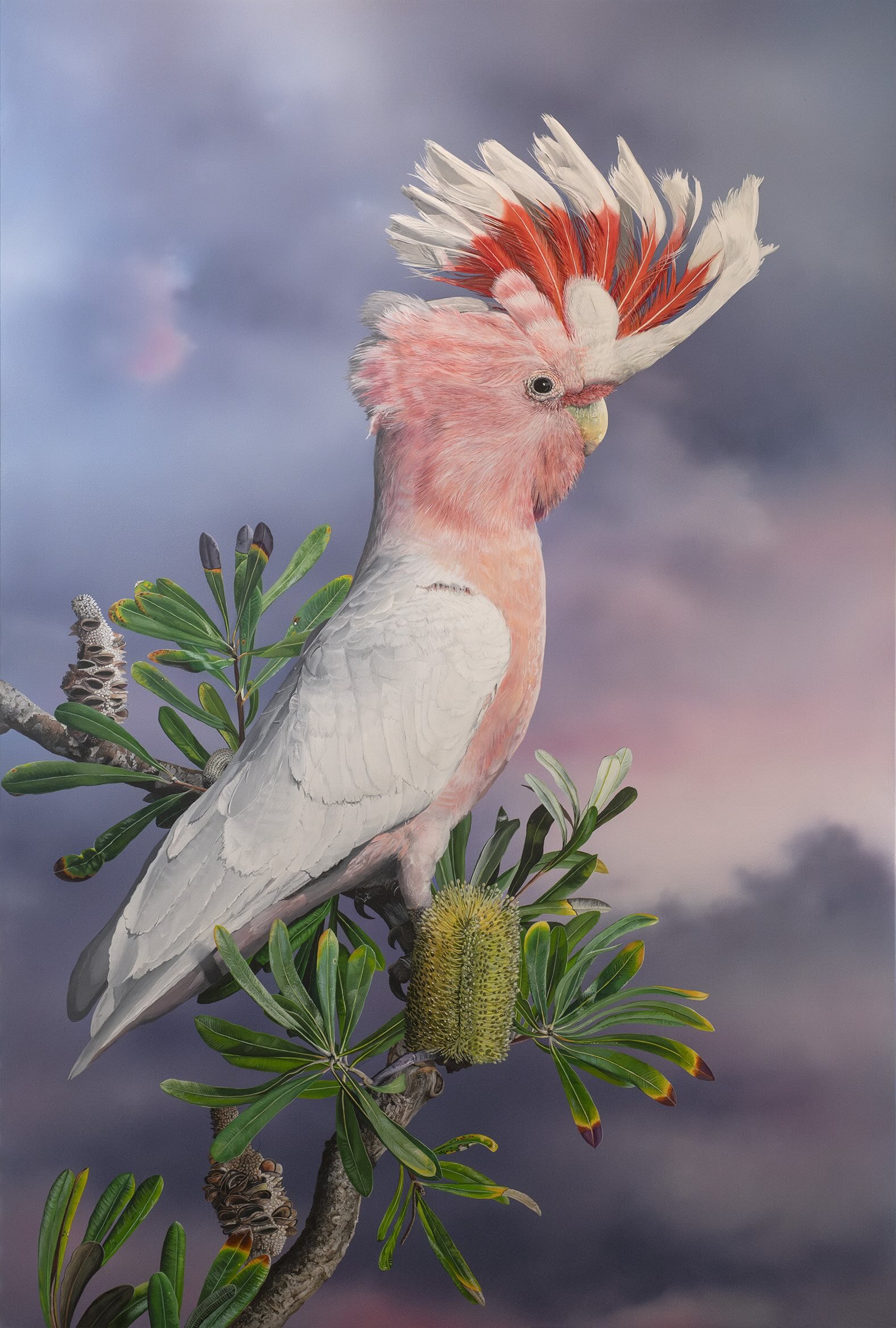 Pink Cockatoo | Copyright Greg Oakley