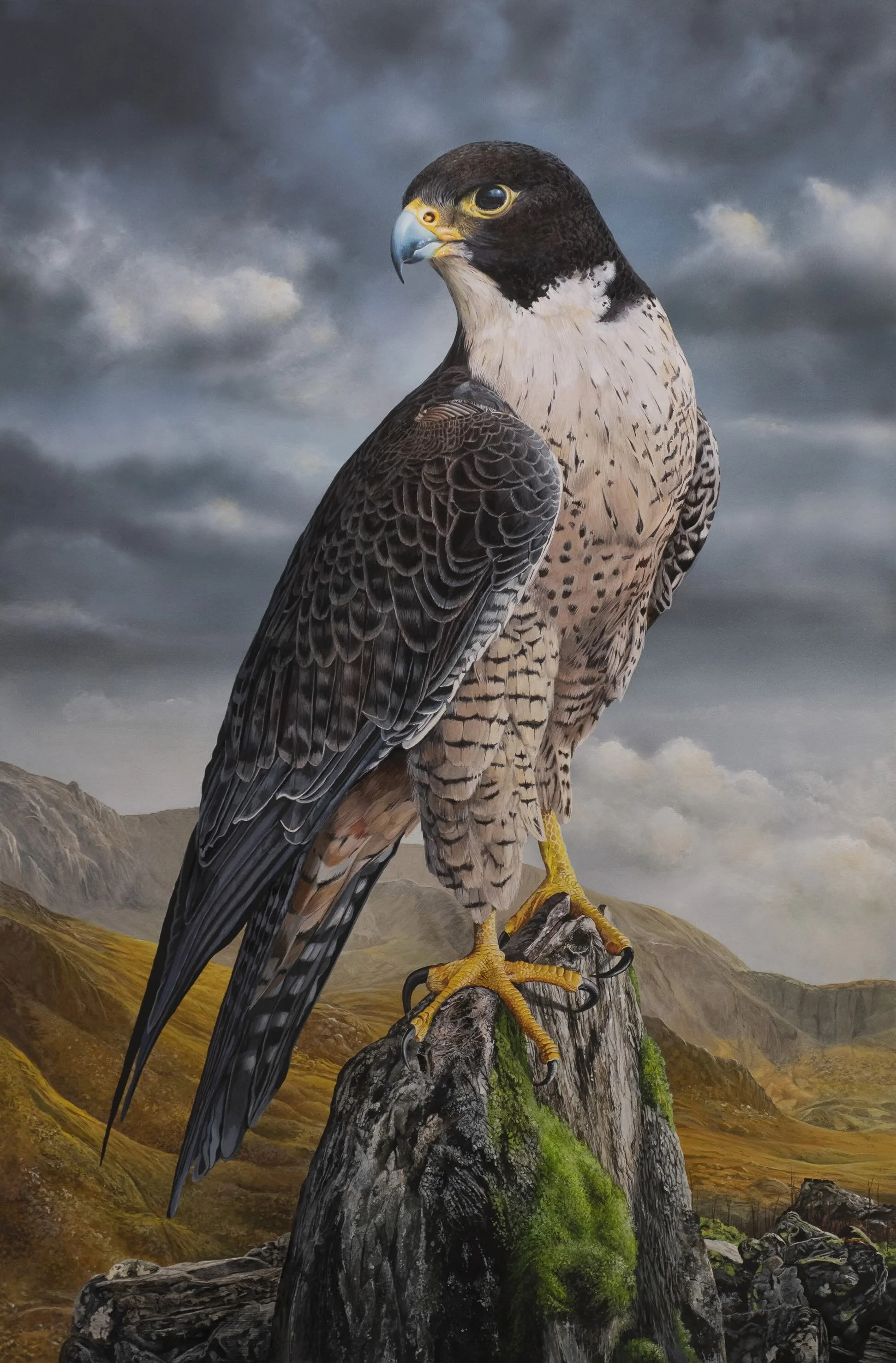 Peregrine Falcon | Copyright Greg Oakley