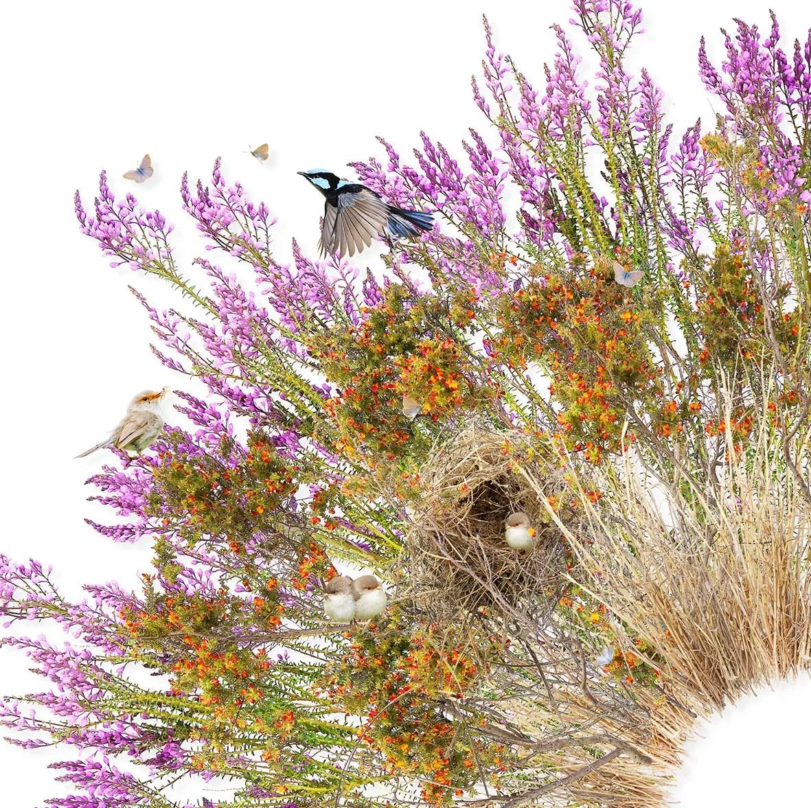 GOST_Jason McDonald_Superb Fairy Wrens_framed_detail_low res.jpeg