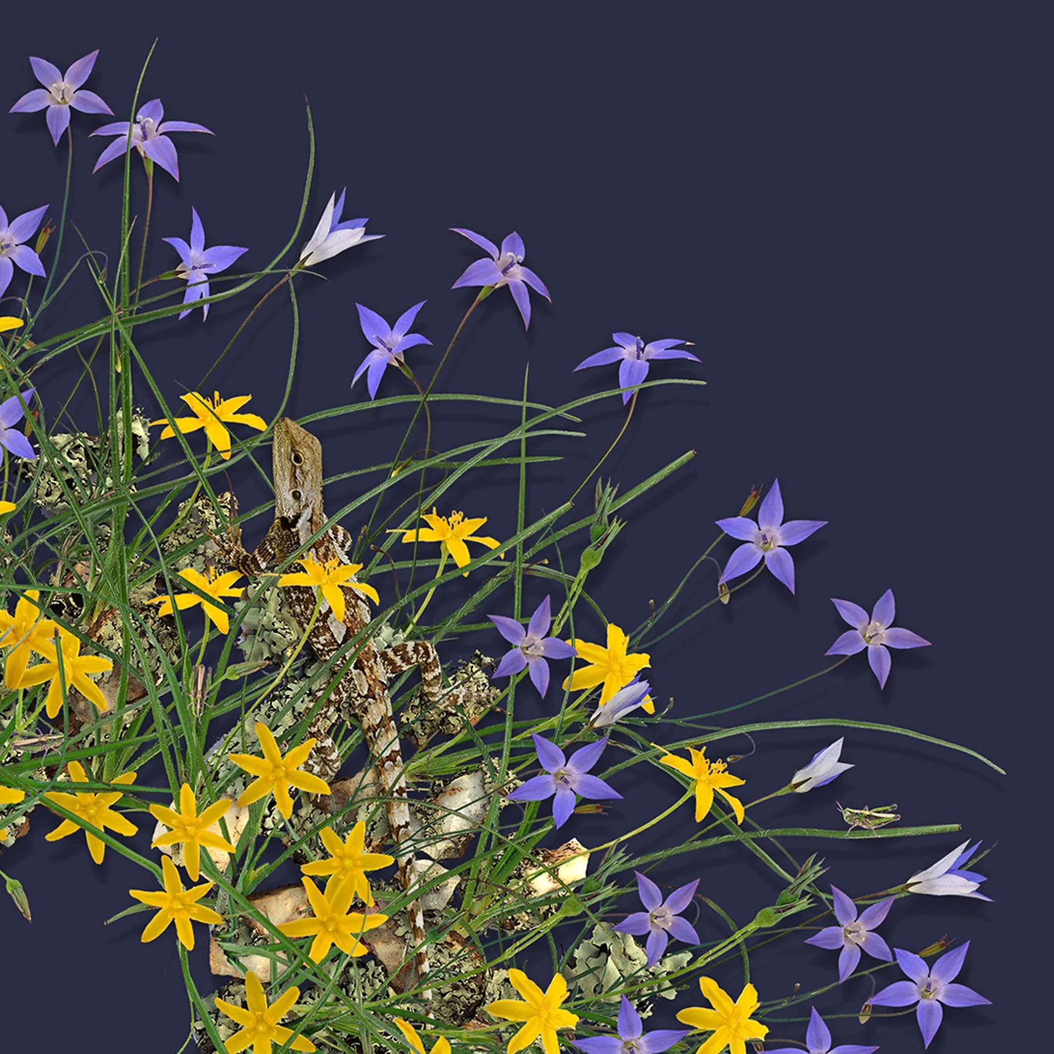 GOST_Jason McDonald_Bluebells_detail_low res.jpeg