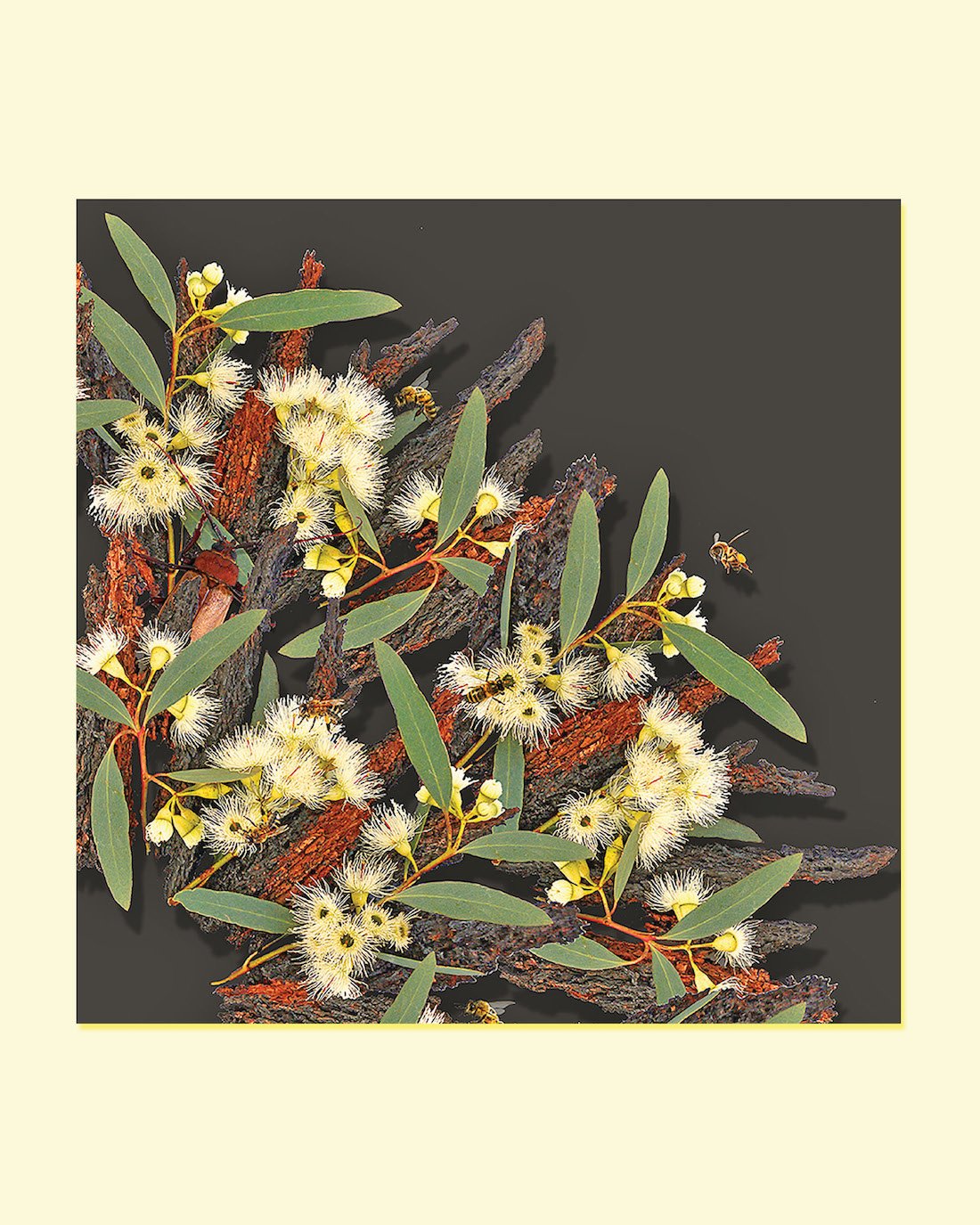 GOST_Jason McDonald_Ironbark bees and beetles_detail_Lemon.JPG