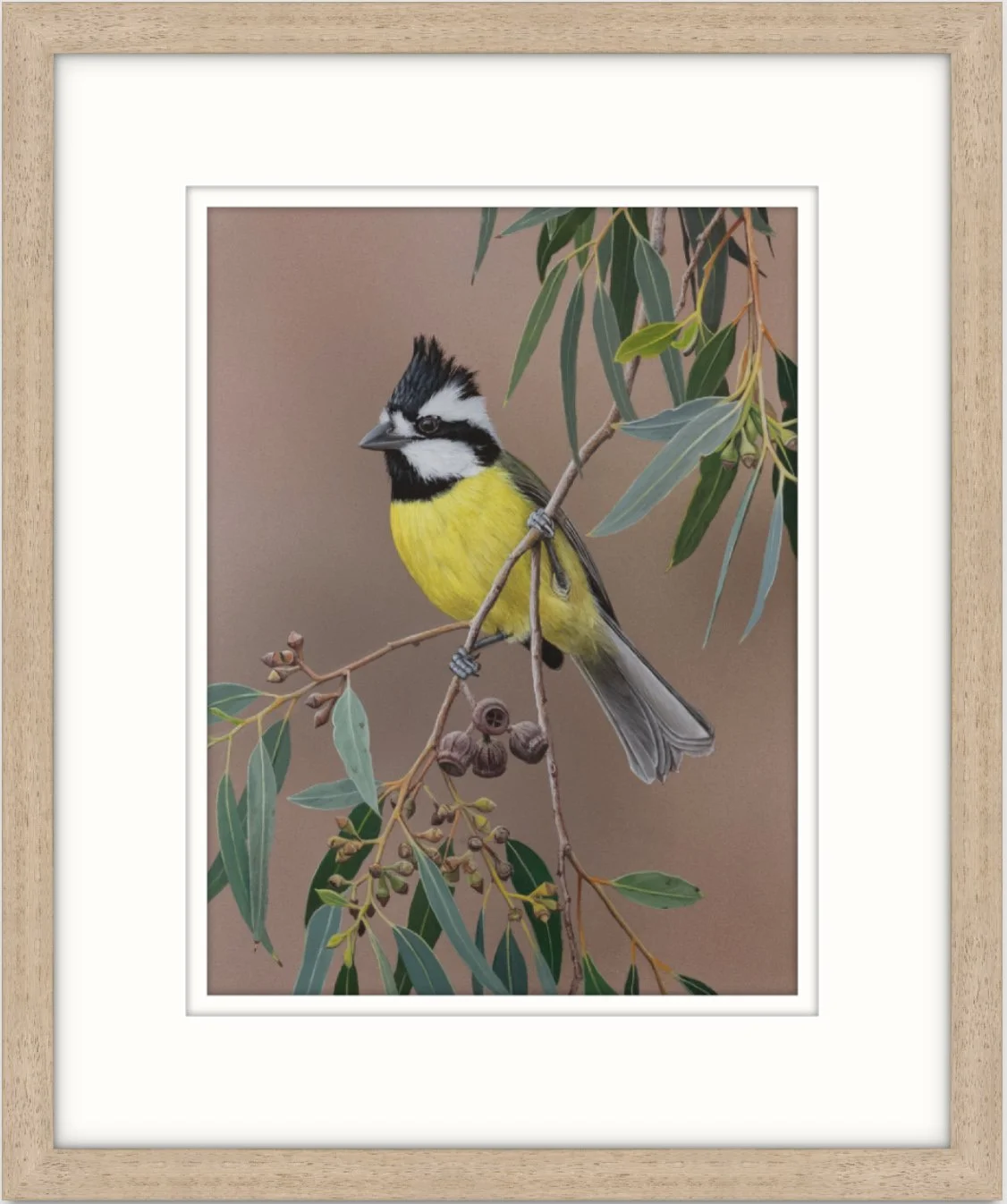 Greg Oakley | Eastern Shrike-tit | Painting