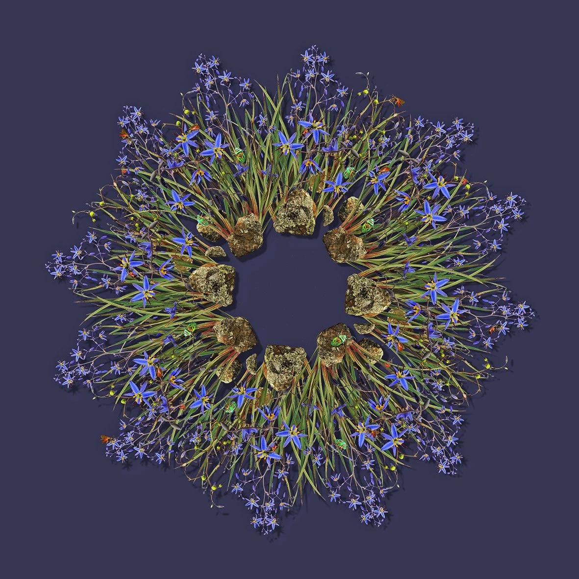 GOST_Jason McDonald_Blue Flax Lily_unframed_low res.jpg