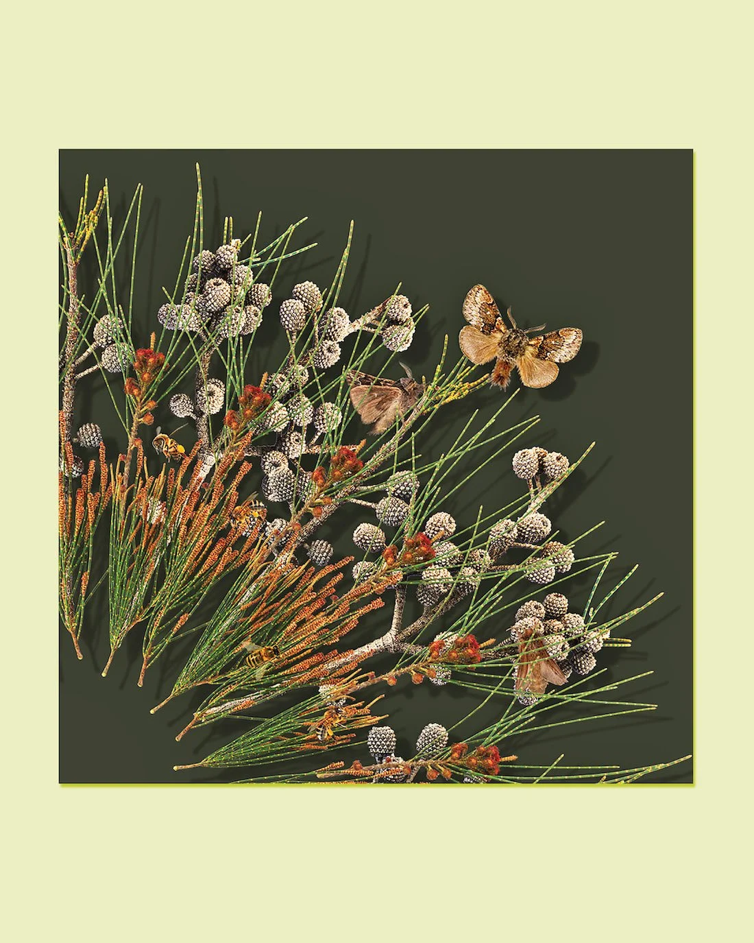 GOST_Jason McDonald_River Sheoak, Moths and Bees_Green_detail.JPG