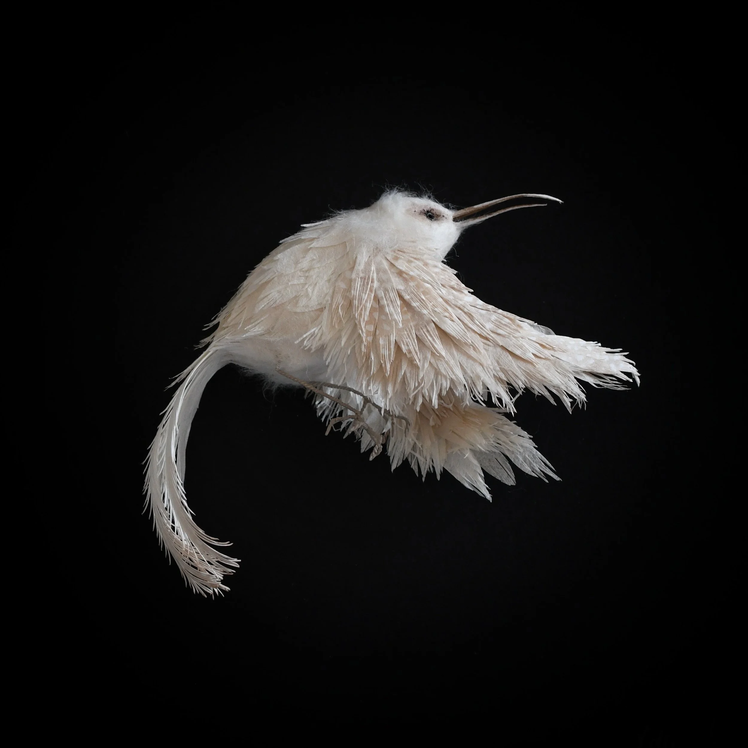 Colleen Southwell | The Light of Dusk | Paper