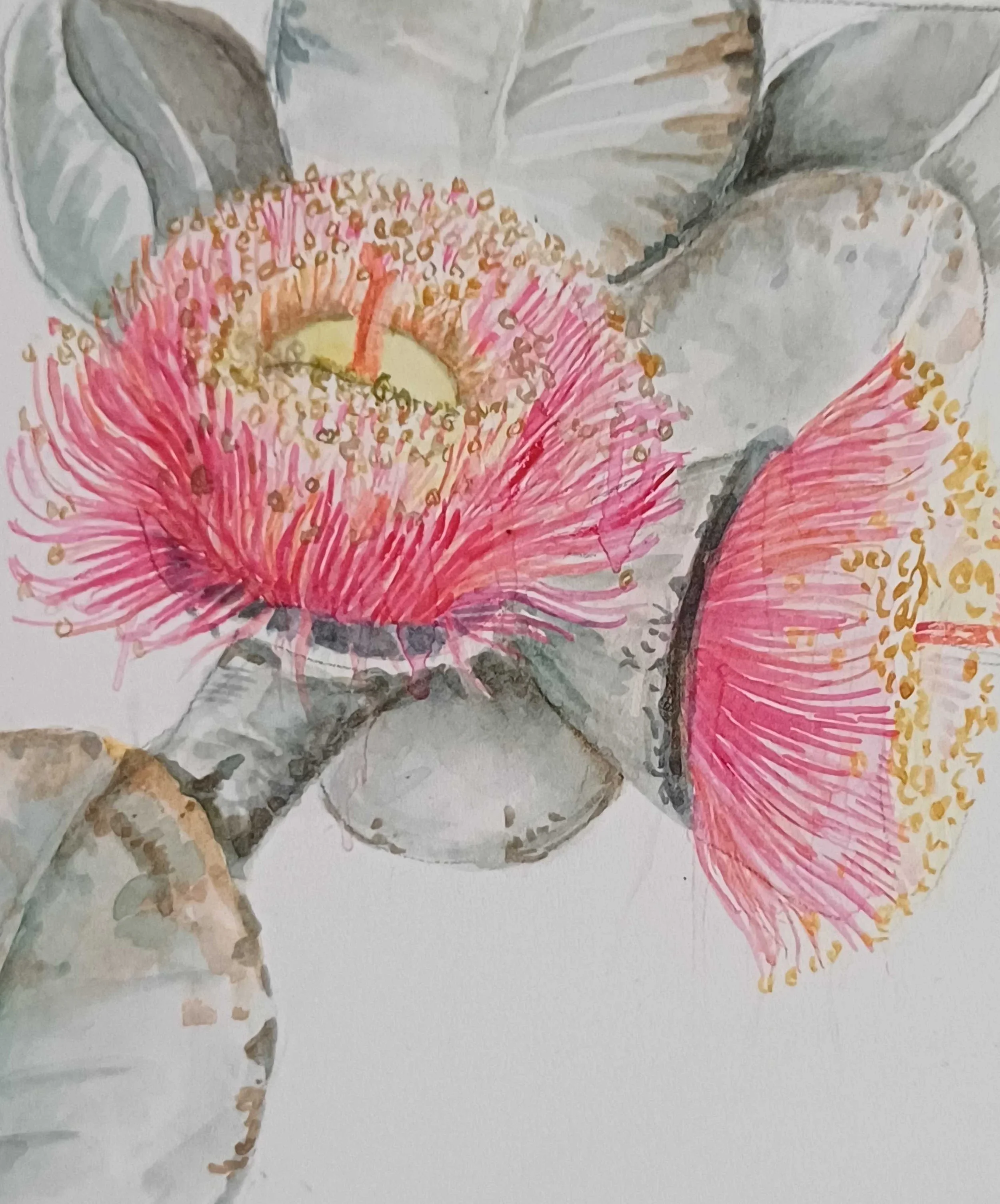 Fiona Boxall | Vignettes of Nature | Paintings