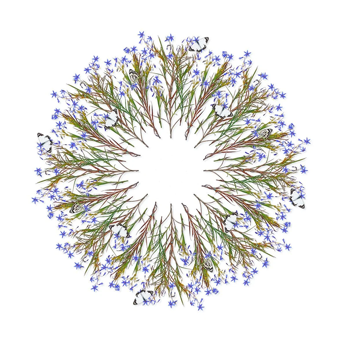 GOST_Jason McDonald_Nodding Blue Lily_unframed_low res.jpg